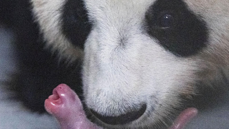 (200722) -- YONGIN, July 22, 2020 (Xinhua) -- Photo taken on July 20, 2020 shows giant panda Ai Bao and her cub at Everland theme park in Yongin, South Korea. Ai Bao, a giant panda leased by China to South Korea four years ago, gave birth to a female cub that became the first baby panda born in the country, Everland said Wednesday. (Everland/Handout via Xinhua)