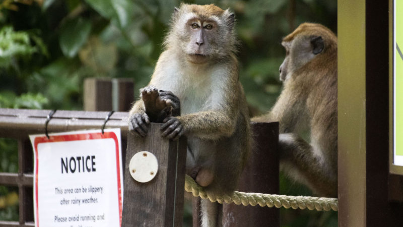 Two long-tailed macaques rest on a rope barrier in Singapore's Central Catchment Nature Reserve on July 3, 2020. (Photo/RSS)