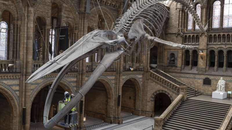 A staff member polishes the blue whale skeleton at Hintze Hall of Natural History Museum before its reopening in London, Britain, on July 27, 2020. The Natural History Museum will reopen from August 5. (Photo/RSS