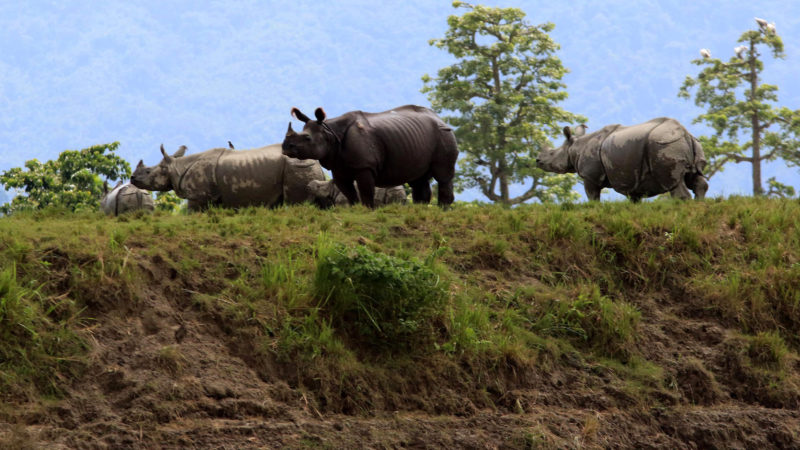 One horned Rhinos in Kaziranga wildlife sanctuary gather in a higher land to get rid of flood water in Nagaon district of Assam, India, July 16, 2020. Photo/RSS