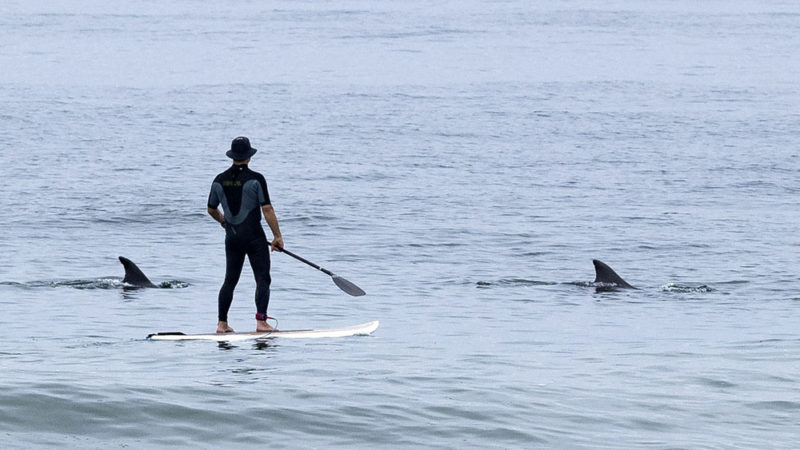 Dolphins swim with a stand up paddleboarder near the Newport Pier in Newport Beach, Calif., on Thursday, July 16, 2020. Photo/RSS