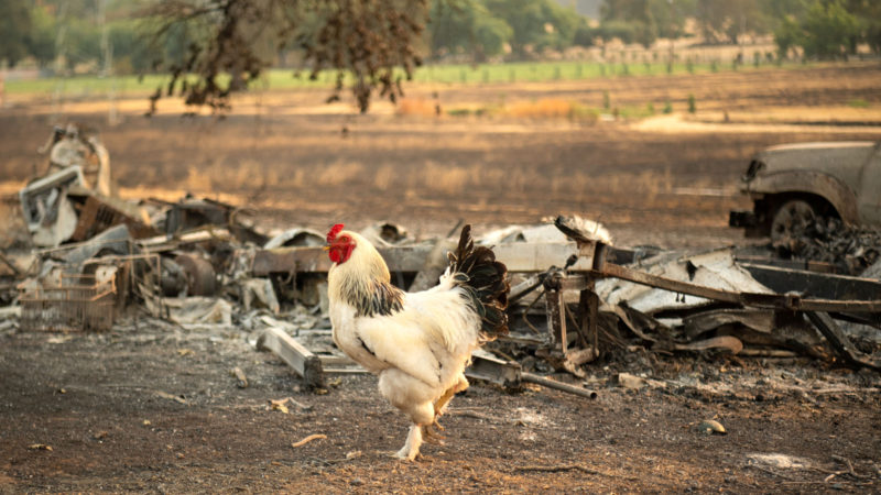 A rooster walks by a burned vehicle during the LNU Lightning Complex fire in Vacaville, California on August 24, 2020. - Thousands of firefighters made small progress on August 24 as they battled to contain historic wildfires in California, with potentially dangerous lighting storms proving milder than expected and temperatures easing. Governor Gavin Newsom said some 625 fires were burning throughout the state and had scorched more than 1.2 million acres -- nearly the size of the Grand Canyon. (Photo / RSS)