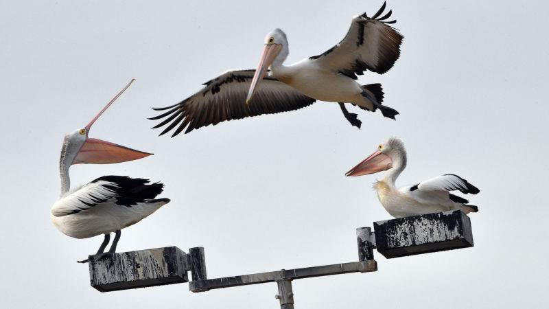 This photo taken on August 4, 2020 shows an Australian pelican (C) trying to make its space on a street light pole on Botany Bay in Sydney. (Photo / AFP)