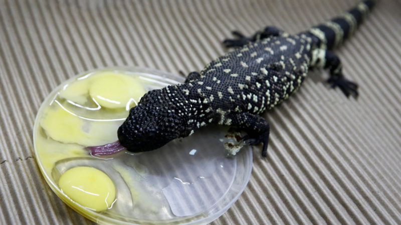 A Beaded Lizard (Heloderma horridum) eats at the Guadalajara Zoo in Guadalajara, Jalisco state, Mexico on August 6, 2020. - The specimen was born after 150 days of controlled incubation at the Guadalajara Zoo amid the COVID-19 coronavirus pandemic. (Photo/RSS)