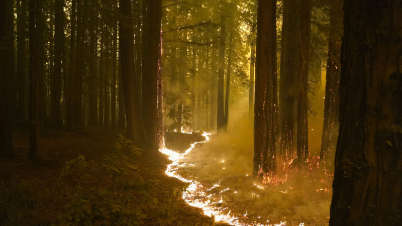 A forest burns as the CZU August Lightning Complex Fire advances, Thursday, Aug. 20, 2020, in Bonny Doon, Calif. (AP Photo/RSS)