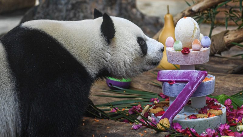 Giant panda Shunshun enjoys a birthday cake at Hainan Tropical Wildlife Park and Botanical Garden in Haikou, south China's Hainan Province, Aug. 27, 2020. Photo/RSS