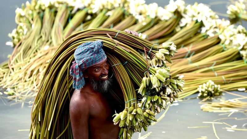 (200831) -- BEIJING, Aug. 31, 2020 (Xinhua) -- A villager carries collected water lilies on his shoulder in Munshiganj, Bangladesh, Aug. 29, 2020. (Xinhua)