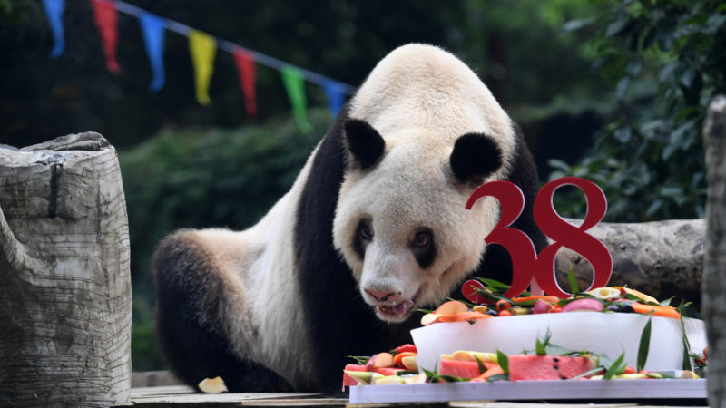 Giant panda Xinxing enjoys her special birthday cake at the Chongqing Zoo in southwest China's Chongqing Municipality, Aug. 16, 2020. The zoo's celebrity "granny panda" turned 38 on Sunday, equivalent to 110-150 human years. (Xinhua/RSS)