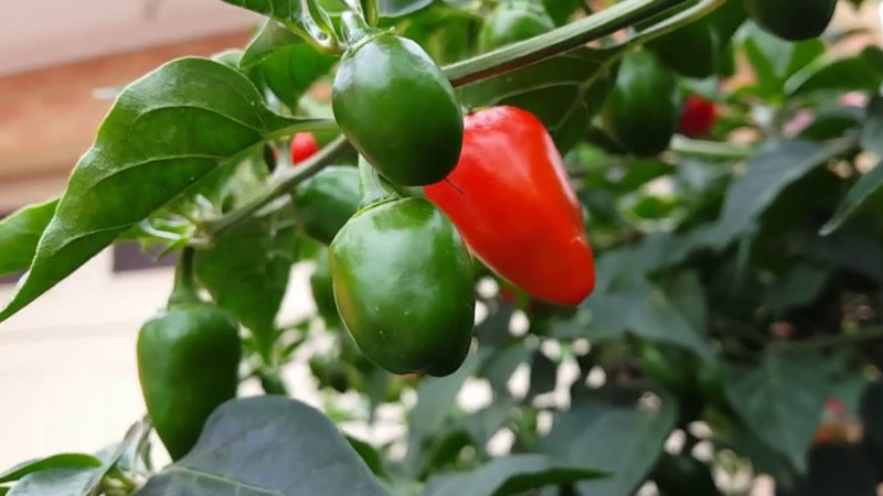 नयाँ रोगको चपेटामा अकबरे