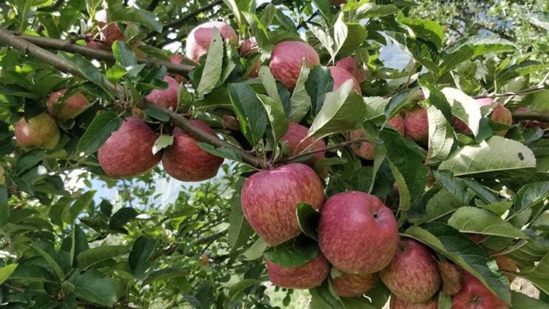 मुस्ताङको स्याउः असोजमा मात्रै बजारमा