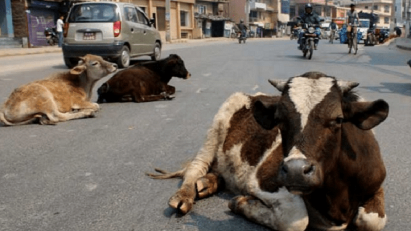 छाडा छोडिएका गाईबाच्छाको तस्करी रोक्न आह्वान