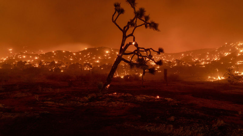 A Joshua Tree burns during the Bobcat Fire in Juniper Hills, California, September 18, 2020. - California faces more devastation from wildfires that have ravaged the West Coast, authorities warned on September 16, with strong winds and dry heat expected to whip up flames from dozens of blazes raging across the state. (Photo /RSS)