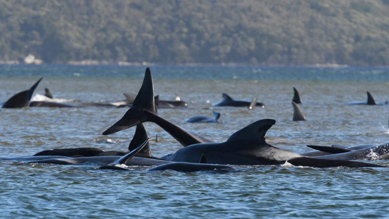 This photograph taken on September 21, 2020 shows a pod of whales stranded on a sandbar in Macquarie Harbour on the rugged west coast of Tasmania. - Up to 90 whales have died and a "challenging" operation is underway to rescue 180 more still stranded in a remote bay in southern Australia on September 22. Scientists said two large pods of long-finned pilot whales became stuck on sandbars in Macquarie Harbour, on Tasmania's sparsely populated west coast. (Photo /RSS)