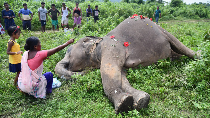 A villager along with a child offers prayers next to a carcass of a wild elephant that officials say was electrocuted in Rani Reserve Forest on the outskirts of Guwahati on September 26, 2020. (Photo by Biju BORO / AFP)