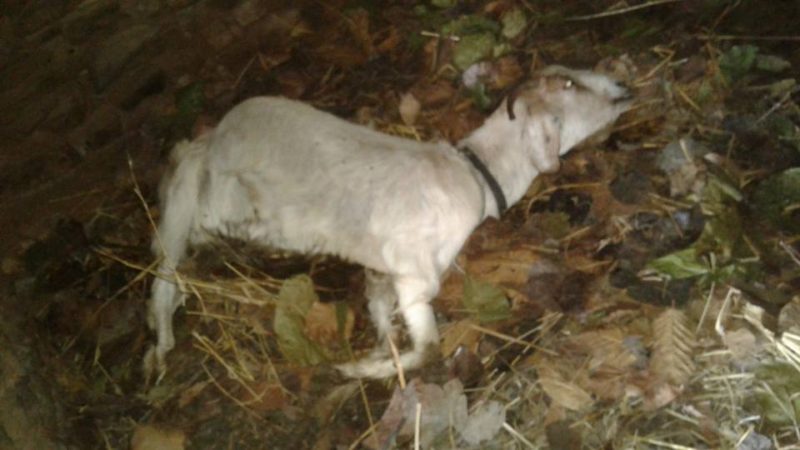 अज्ञात रोगले बाख्रा मर्न थालेपछि किसान चिन्तित