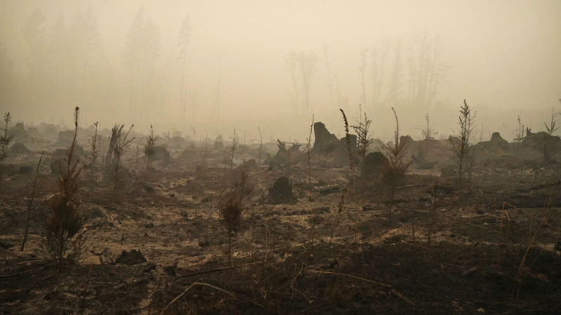 A forested area burned by the Riverside Fire is seen, Sunday, Sept. 13, 2020, near Molalla, Ore. (AP Photo/RSS)