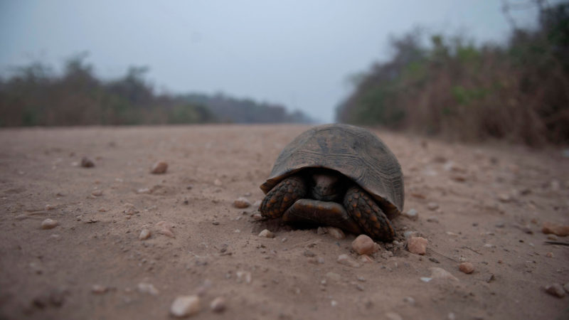 A turtle walks on the Transpantaneira Park Road in the wetlands of the Pantanal, Mato Grosso state, Brazil, on September 15, 2020. - The Pantanal, a region famous for its wildlife, is suffering its worst fires in more than 47 years, destroying vast areas of vegetation and causing death of animals caught in the fire or smoke. (Photo / RSS)