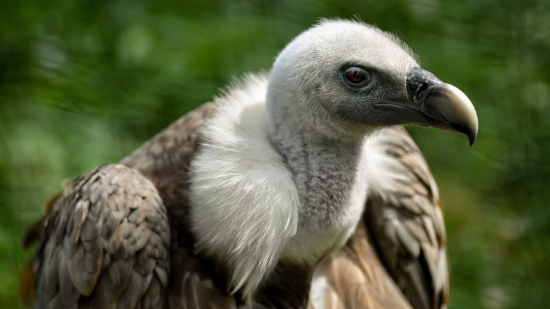 Griffon vulture in its enclosure at Pairi Daiza animal park in Brugelette, western Belgium. - Griffon vultures are being held responsible by farmers for attacks which have caused recent deaths in livestock in France, a claim which scientists deem to be "impossible" from these scavenging birds. (Photo / RSS)