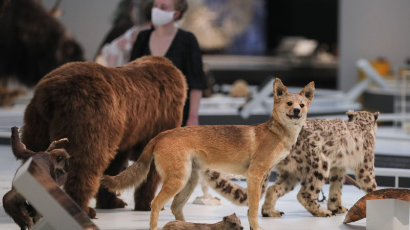 Photo taken on Sept. 15, 2020 shows the exhibits at the Museum of Royal Belgian Institute of Natural Sciences in Brussels, Belgium.   The Museum of Royal Belgian Institute of Natural Sciences in Brussels opened a new one-way route recently to offer the public a safe way to visit amid the COVID-19 pandemic. (Xinhua/RSS)