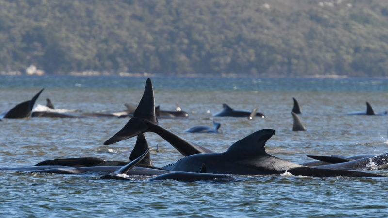 Whales are stranded off the west coast of Tasmania, Australia, on Sept. 21, 2020. Rescuers are racing against time to save lives as 270 pilot whales were stranded off the west coast of Australia's Tasmania and about one-third of them have died. Photo/RSS