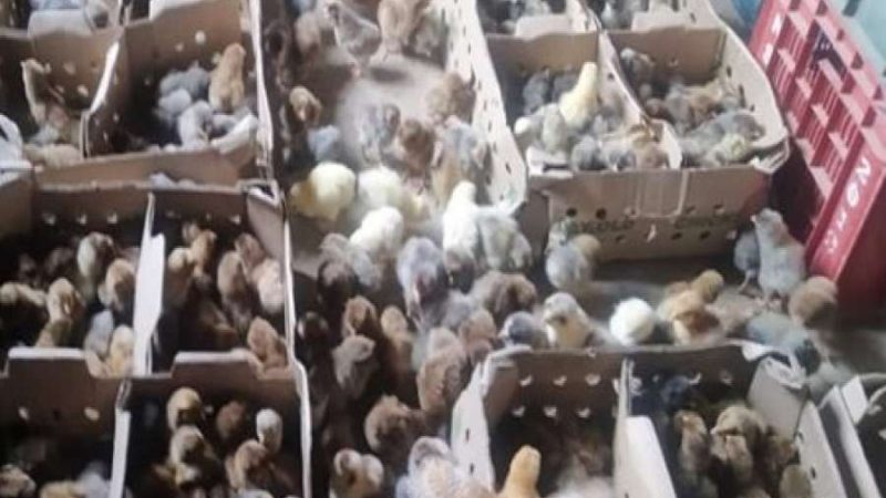 ब्रोइलरका चल्लालाई मेहेन्दी लगाउँदा…