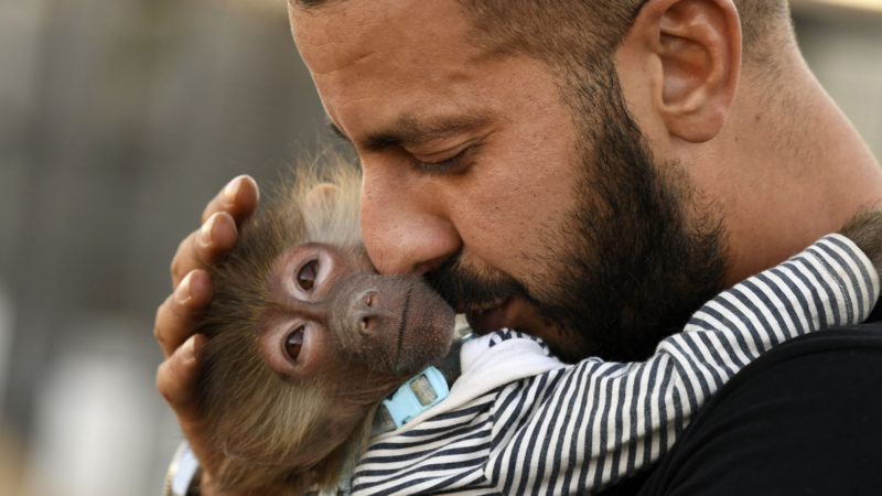 A trainer holds a monkey at AlBuqaish private zoo in the Emirate of Sharjah on October 15, 2020. (Photo by Karim SAHIB / AFP)