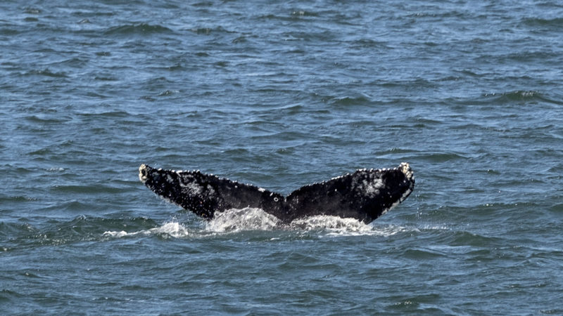 An adolescent Humpback whale designated "Whale 0140," identified through patterns on the whale's fluke, is seen from the vessel American Princess during a cruise offered by Gotham Whale, as the cetacean is spotted off the northern New Jersey coast line Wednesday, Sept. 23, 2020. There are numerous theories about why whales are suddenly flocking to the city, but one of the most widely held is that the menhaden population has grown around New York and New Jersey. Menhaden are small, schooling fish that humpbacks relish. (AP Photo/RSS)