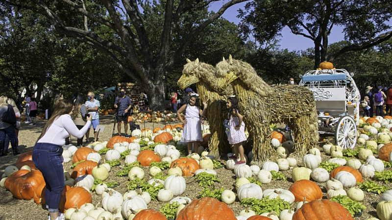 A woman takes photos in Dallas Arboretum's Pumpkin Village, Texas, the United States, on Oct. 4, 2020. The nationally-acclaimed Pumpkin Village at Dallas Arboretum features pumpkin houses and creative displays fashioned from more than 90,000 pumpkins, gourds and squash. (Photo by Dan Tian/RSS)