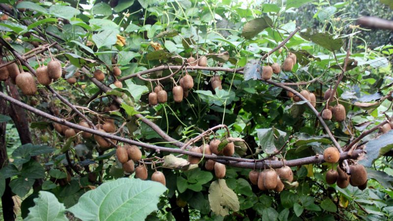 किबी खेतीप्रति किसानको आकर्षण