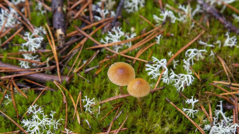 Mushrooms are seen in an autumn forest in Carnikava, Latvia on Oct. 29, 2020. (Photo/RSS)