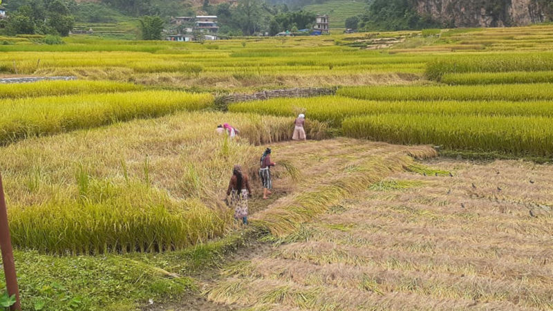  तनहुँको म्याग्दे गाउँपालिका६ स्थित फेदीखोला नजिकको फाँटमा पाकेको धान काट्दै स्थानीयबासीहरु । यतिबेला तनहुँका केहि भागमा पाकेको धान काट्न व्यस्त हुने गरेका छन् । तस्वीर ः रासस