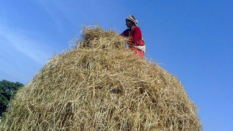 धनगढी उपमहानगरपालिका– २ स्थित कालिका नगर टोलका  स्थानीय महिला कृषक परालको कुन्यू बनाउँदै । तस्बिरः तिलकराज ओझा/रासस