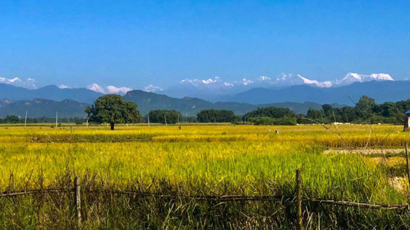 सप्तरीको राजविराज नगरपालिका– १ स्थित पडरियाबाट शुक्रबार बिहान देखिएको तराई, पहाड र हिमालको थुम्का र हिम शृङ्खलाको सुन्दर दृश्य । पडरियादेखि ३ किलोमिटर पूर्वोत्तर भागमा यो पहाड देख्न पाईन्छ । तस्बिर  ःरासस