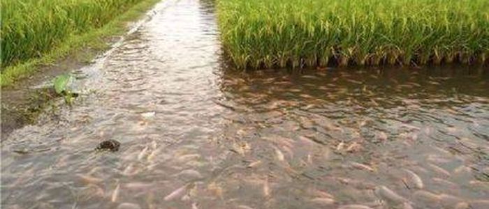 धान खेतमा माछापालनः चार महिनामा तीन लाखभन्दा बढी आम्दानी
