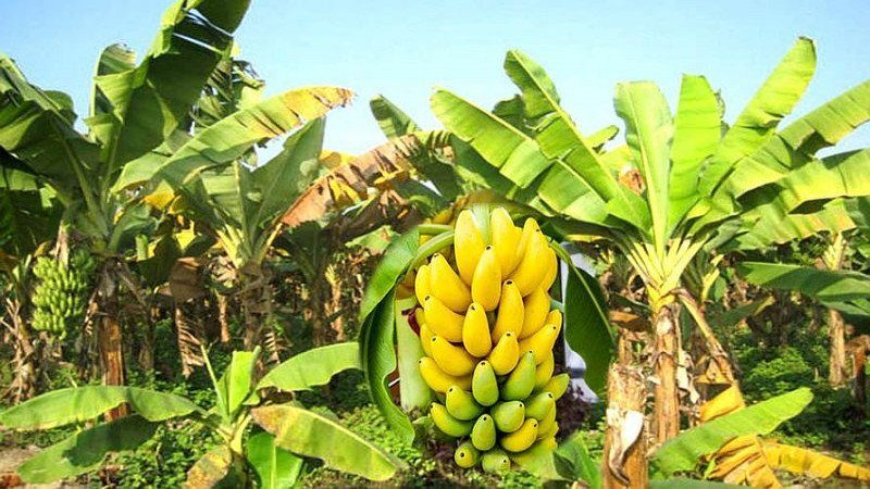 शिक्षकबाट राजीनामा दिएर बगरमा केरा फलाउँदै भुषाल