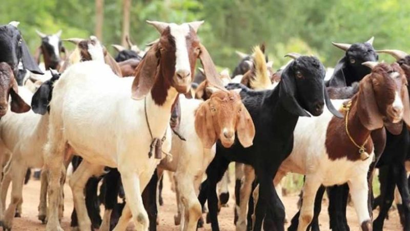 दसैँ तिहारमा ३० हजार खसीबोका माग