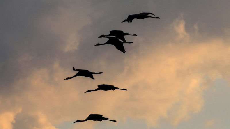 A picture taken on November 11, 2020 shows Gray Cranes flocking at the Agamon Hula Lake in the Hula valley in northern Israel. - More than half a billion birds of some 400 different species pass through the Jordan Valley to Africa and go back to Europe during the year. Photo/RSS