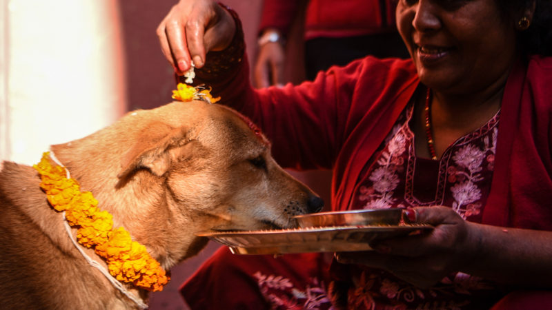 A Hindu devotee worships a dog as part of offerings for the Tihar festival, which is the local name for Diwali, the Hindu festival of lights, in Kathmandu on November 14, 2020. (Photo by PRAKASH MATHEMA / AFP)