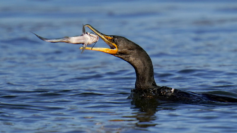 A double-crested cormorant prepares to eat a fish it pulled from the Susquehanna River near the Conowingo Dam, Friday, Nov. 20, 2020, in Havre De Grace, Md. (AP Photo/RSS)