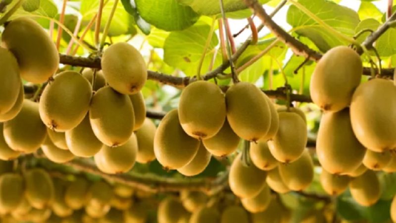 आलु–मकै छाडेर किबीतिर किसान