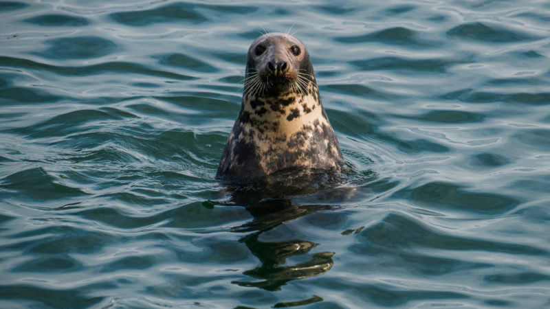 A seal looks on as he peeks through the water surface in the port of Thyboron in Jutland, Denmark on September 30, 2020. Photo/RSS