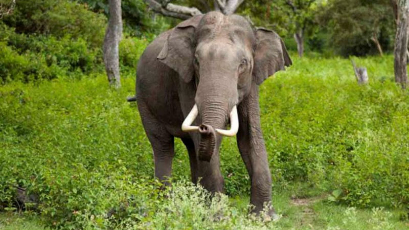 जङ्गली हात्तीको आक्रमणबाट मृत्यु