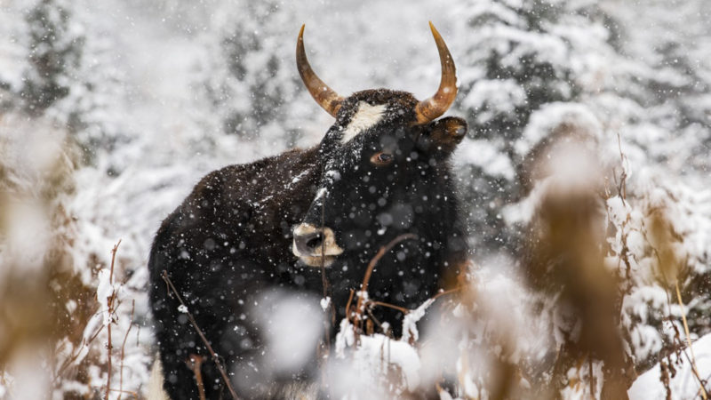 Photo taken on Nov. 22, 2020 shows the snow scenery in Nyingchi, southwest China's Tibet Autonomous Region.