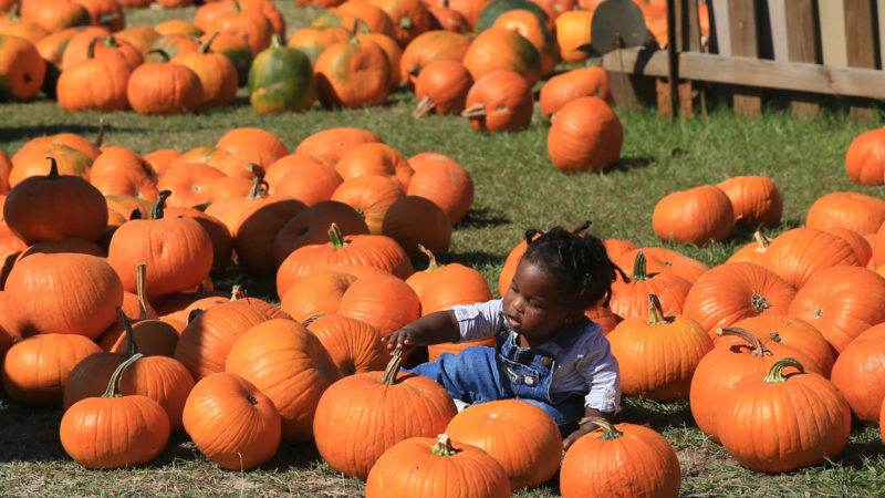 A child sits among pumpkins at a pumpkin patch in New Orleans, Louisiana, the United States, on Oct. 31, 2020. During Halloween season, lots of pumpkin patches in U.S. state of Louisiana are open for people. On the Halloween day, many families come to a pumpkin patch in New Orleans to have fun. (Photo/RSS)