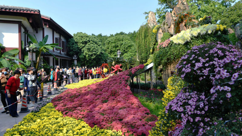 People enjoy chrysanthemums at an exhibition in Fuzhou, capital of southeast China's Fujian Province, Nov. 3, 2020. More than 1,000 varieties of over 20,000 pots chrysanthemums are displayed in an exhibition at the West Lake Park here on Tuesday. (Xinhua/RSS)