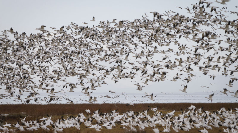 Flocks of snow geese lift off from a field at the West Dike Trail in Richmond, British Columbia, Canada, Nov. 5, 2020. (Photo/RSS)