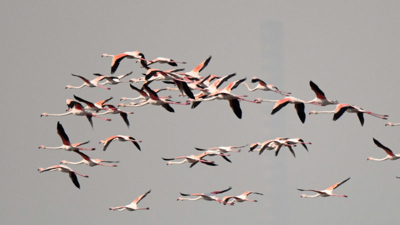  Flamingoes fly over the water in Kuwait City, Kuwait, Nov. 1, 2020. (Photo by Ghazy Qaffaf/RSS)