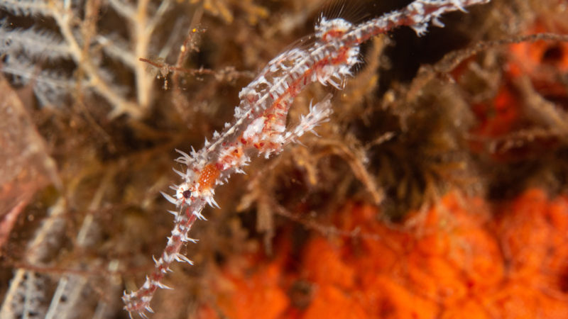 Photo taken on Oct. 30, 2020 shows a pipefish among corals in Tulamben, Bali, Indonesia. The rich diversity of marine life makes Indonesia's famous tourism destination Bali one of the world best diving sites. (Xinhua/RSS)