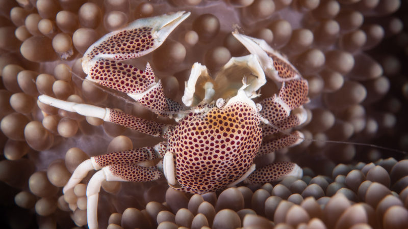 Photo taken on Oct. 30, 2020 shows a porcelain crab on a coral in Tulamben, Bali, Indonesia. The rich diversity of marine life makes Indonesia's famous tourism destination Bali one of the world best diving sites. (Xinhua/RSS)