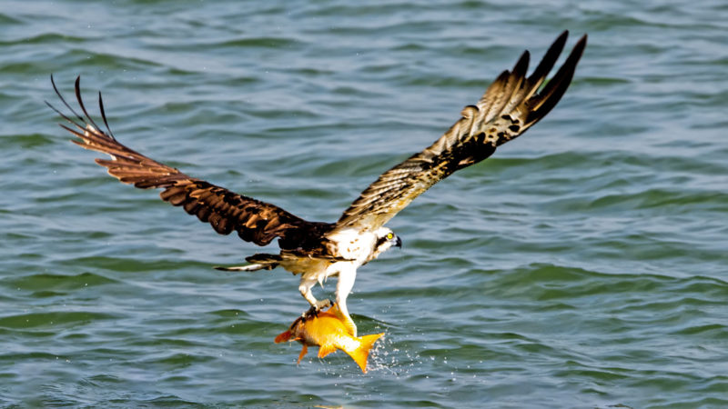 An osprey forages on the surface of Quhe River in Quzhou City, east China's Zhejiang Province, Oct. 31, 2020. (Xinhua/RSS)